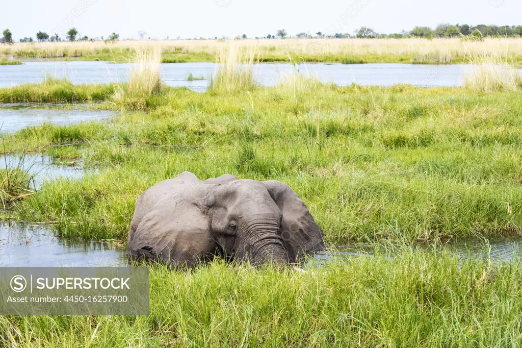 A mature elephant with tusks wading through water and reeds.