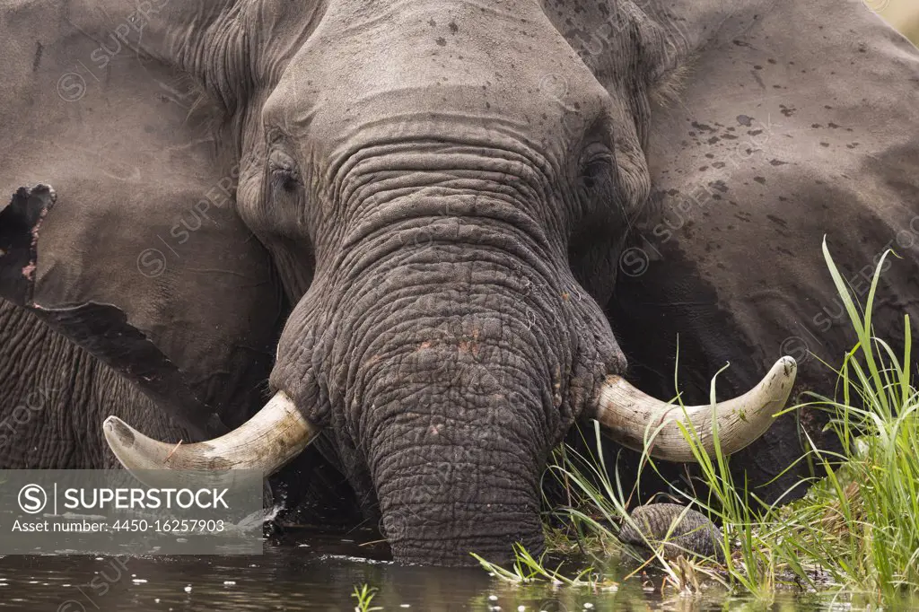 A mature elephant with tusks wading through water and reeds.