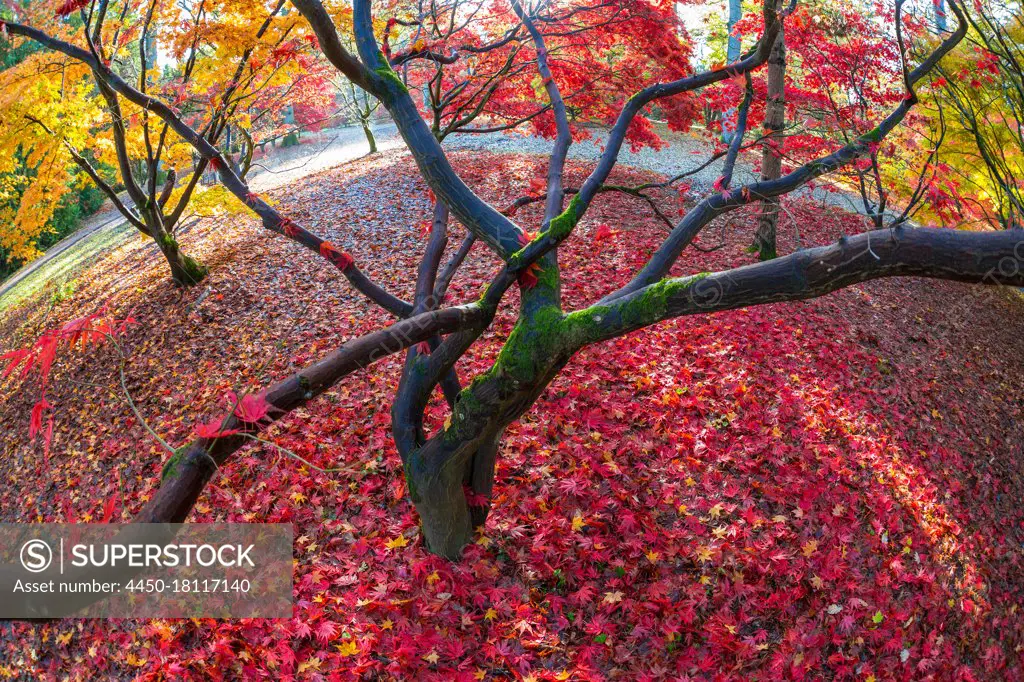 Autumn leaves on maple trees, England, United Kingdom