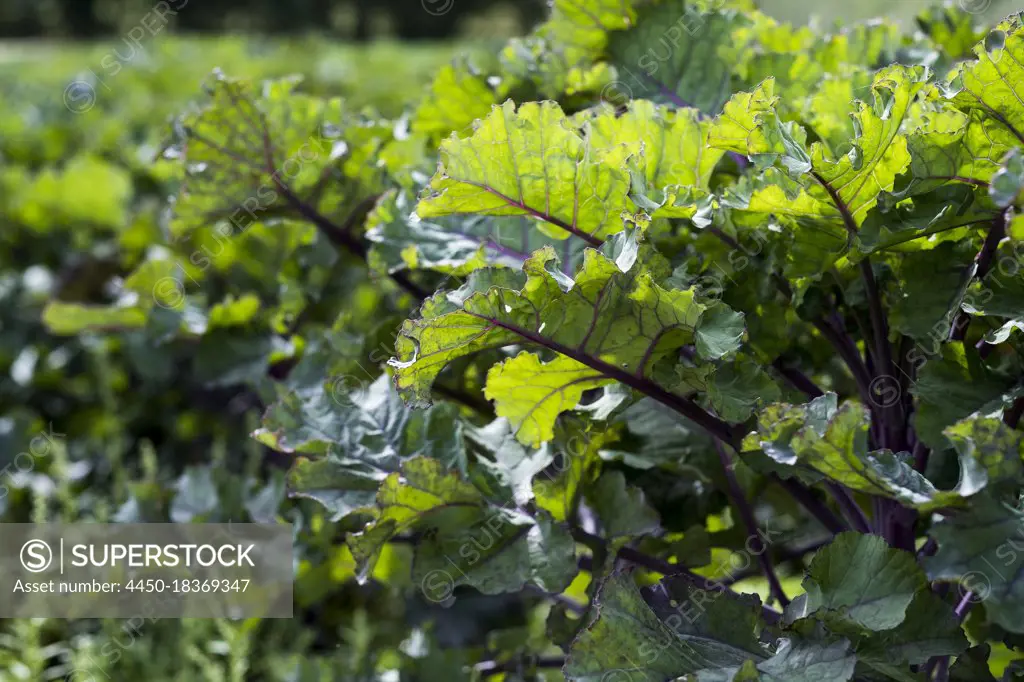 Close up of purple kale leaves.