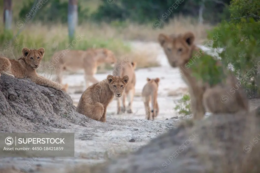 Lion cubs, Panthera leo, side on a pathway