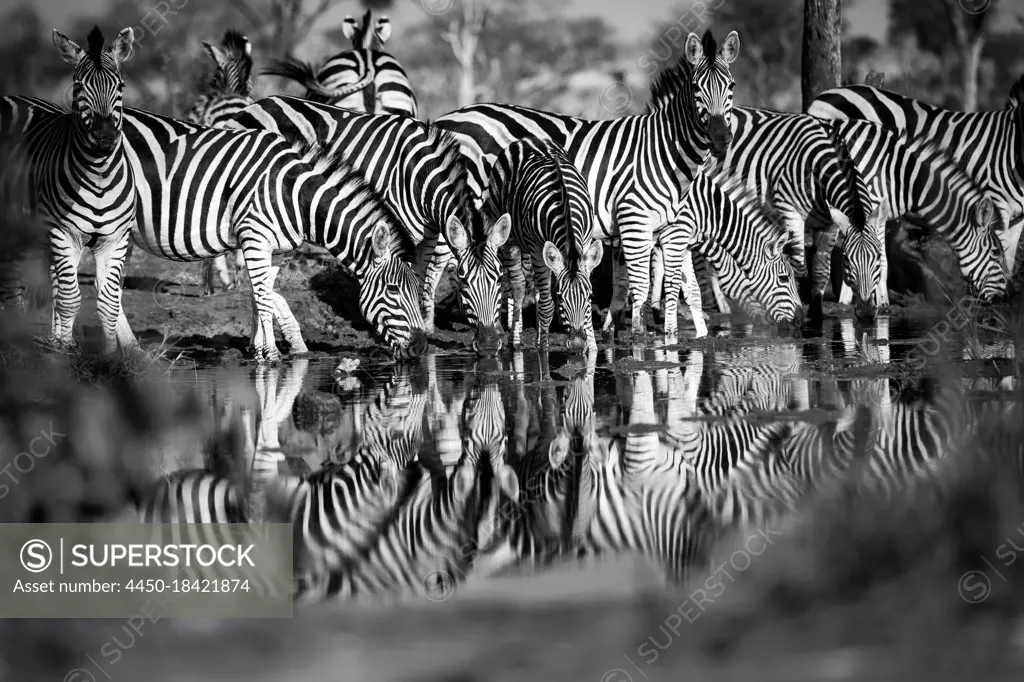 Herd of zebra, Equus quagga, drink from a waterhole