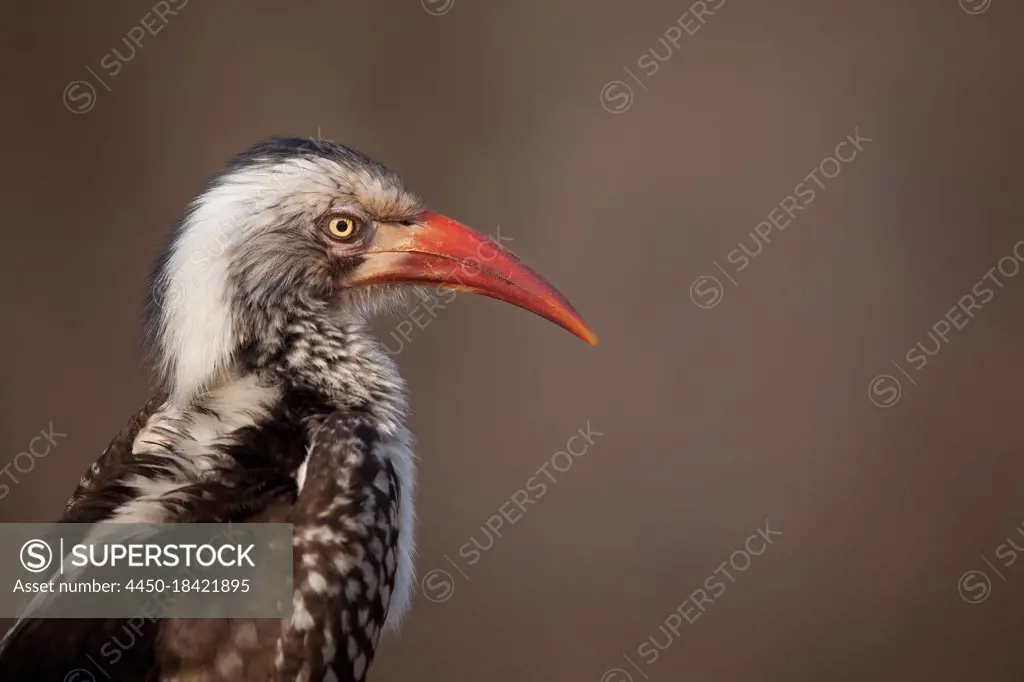 Red Billed Hornbill, Tockus erythrorhynchus, portrait