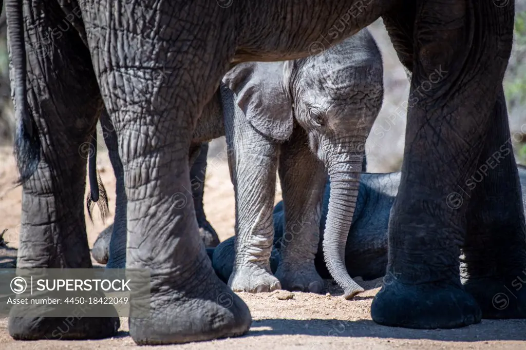 An elephant calf, Loxodonta Africana, stands beneath an adult's legs