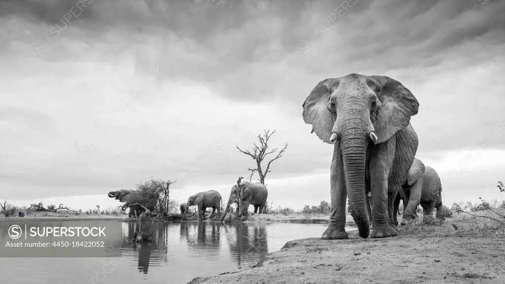 Herd of elephant, Loxodonta Africana, stand around a waterhole,