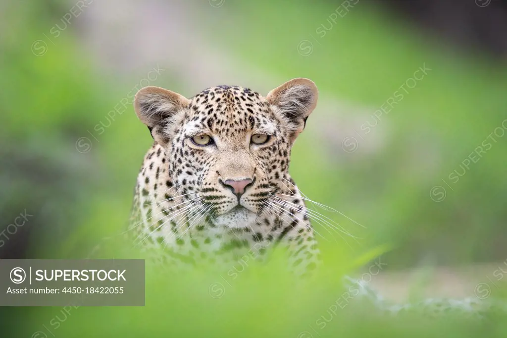 A leopard, Panthera pardus through greenery