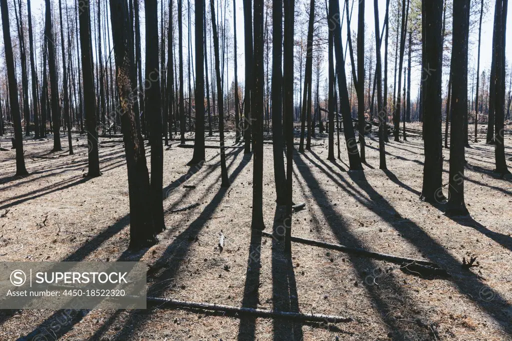 Aftermath of a forest fire, charred tree trunks and shadows