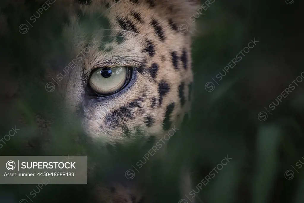 The eye of a leopard, Panthera pardus, looking through greenery, natural frame