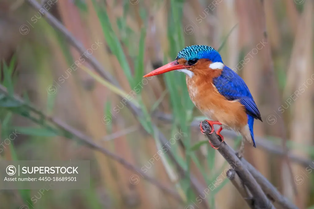 Malachite Kingfisher, Corythornis cristatus, perched on reed