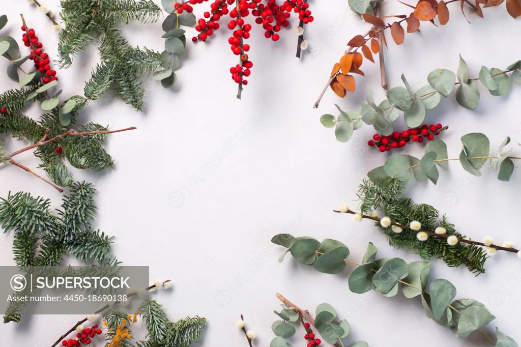 Green foliage, eucalyptus and red berries on white background, Christmas decorations.