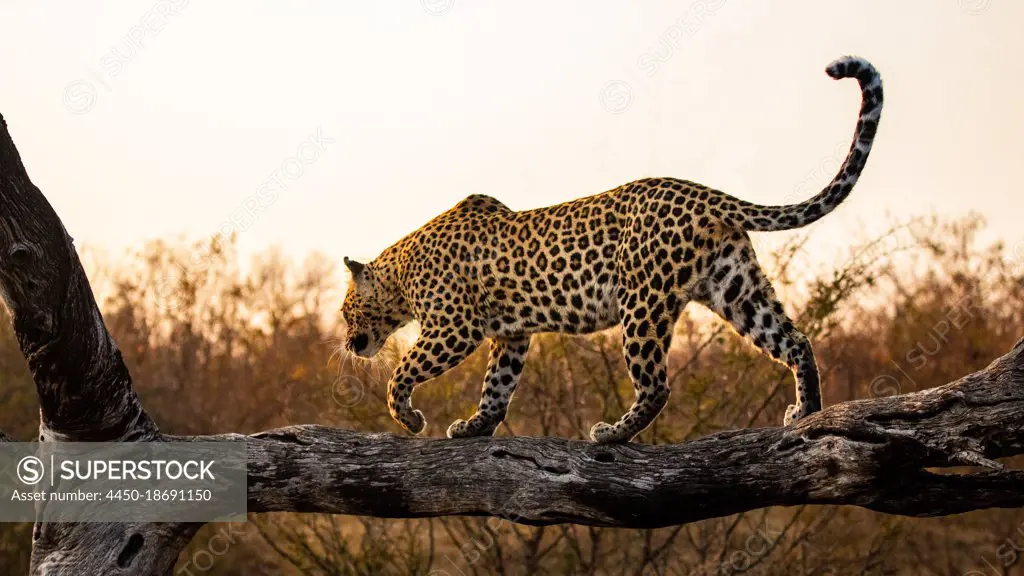 A leopard, Panthera pardus, balances along a log at sunset