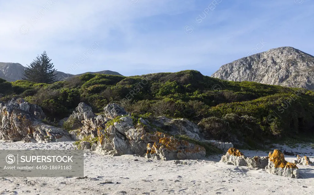 Sand dunes and scrub vegetation on a beach, mountains in the background. 