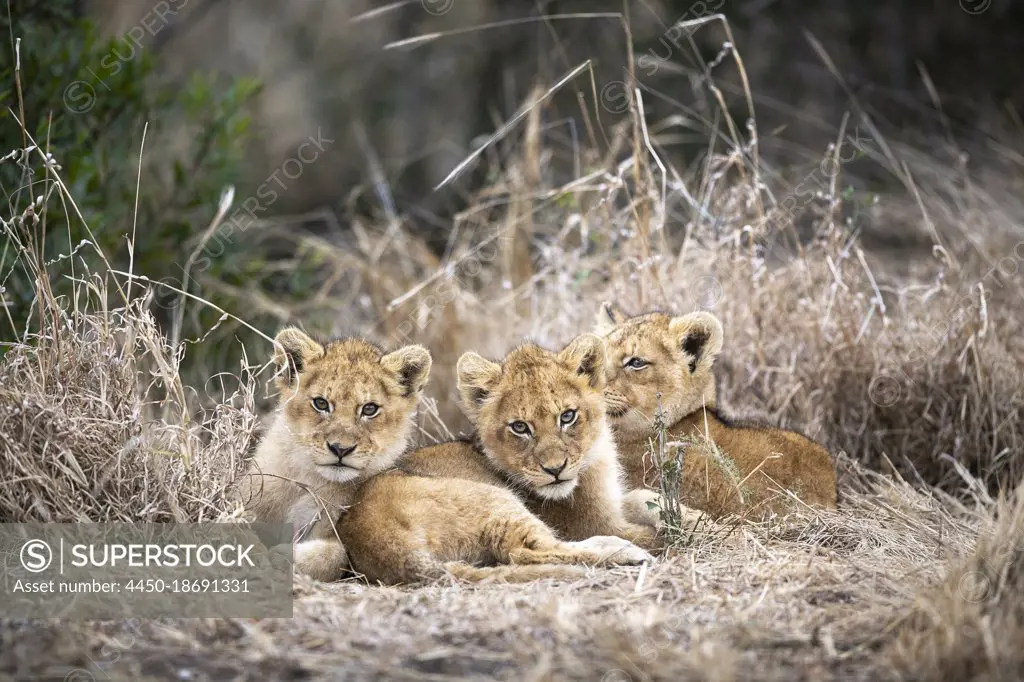 Lion cubs, Panthera leo, huddle together in dry grass.