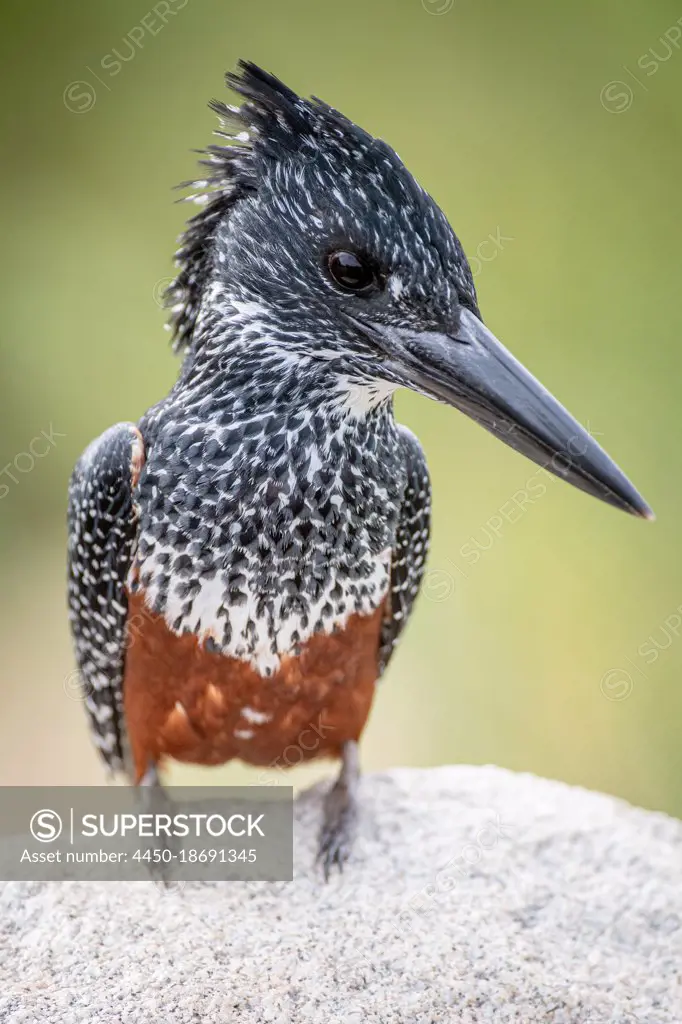 A Giant kingfisher bird, Megaceryle maxima, perches on a boulder