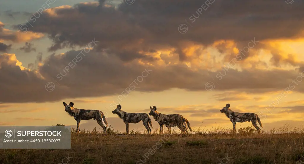 Four wild dogs, Lycaon pictus, in evening light standing alert in a line. 