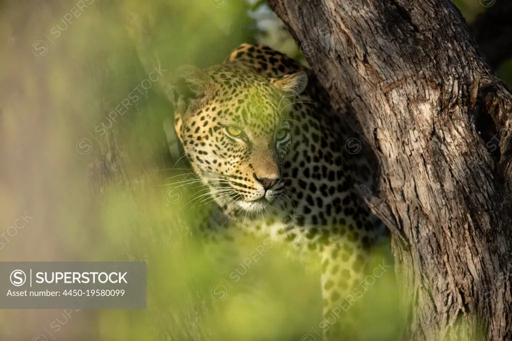 A leopard cub, Panthera pardus, balances in a dead tree