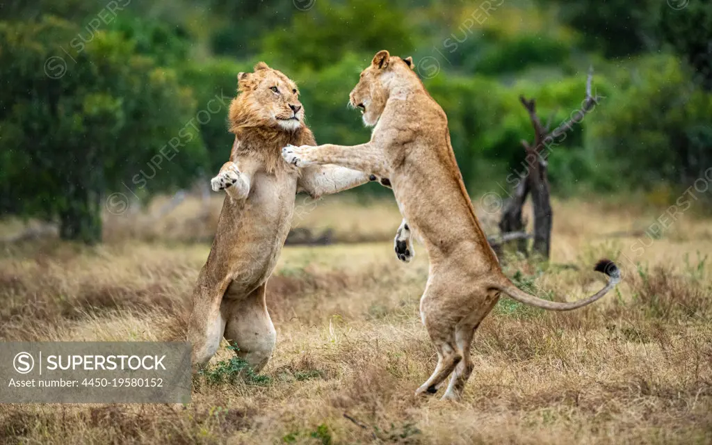 Two lions, Panthera leo, fight each other 