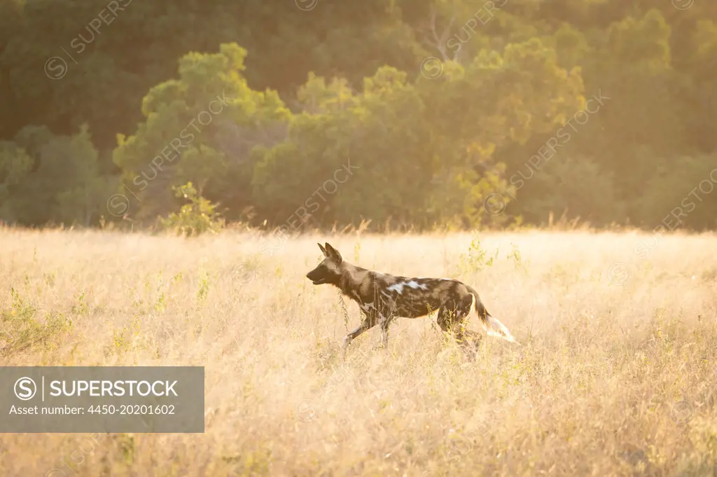 A Wild dog, Lycaon pictus, runs through long grass 