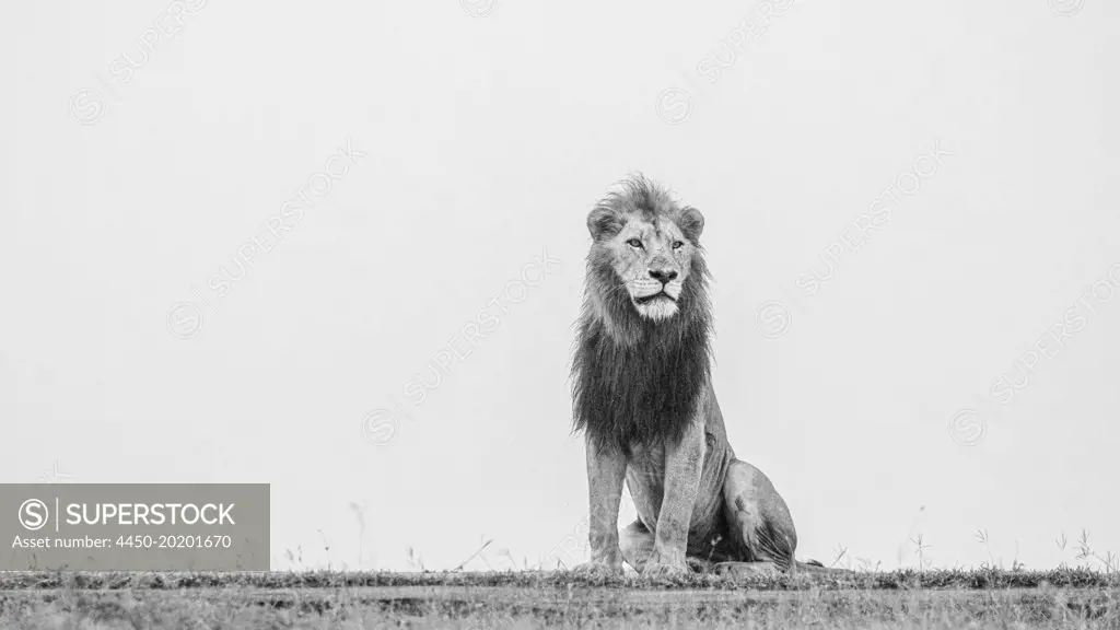 A male lion, Panthera leo, sits down and stares off into the distance, in black and white