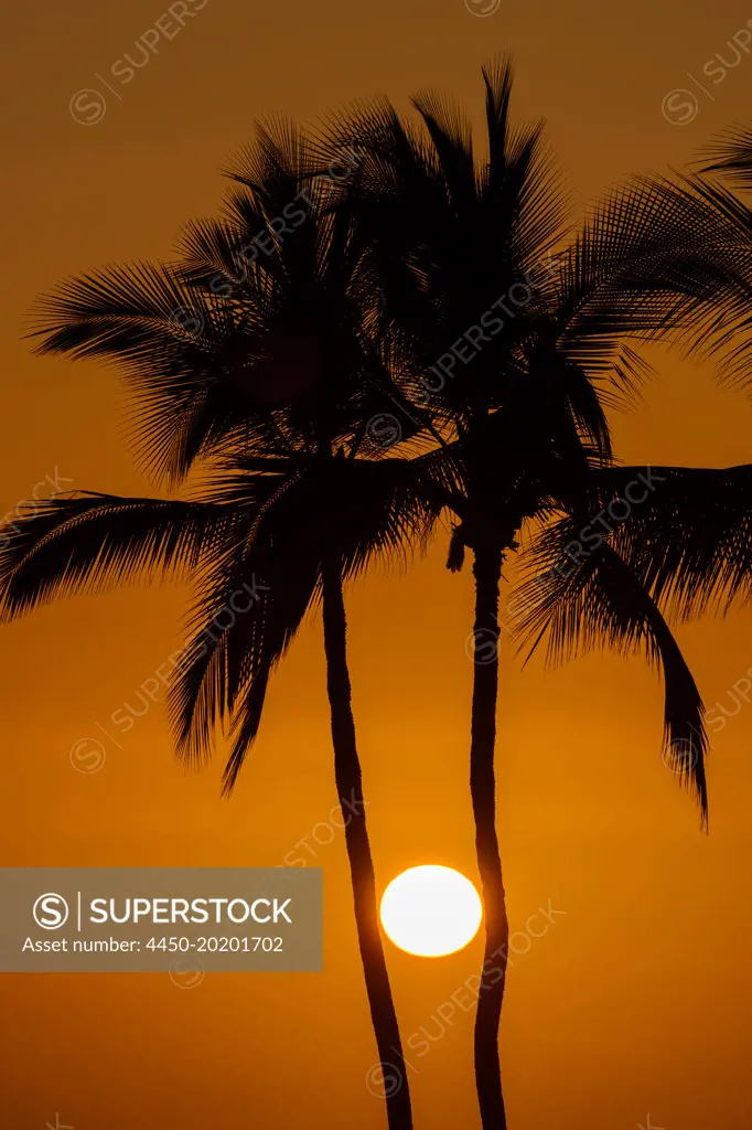 The sun in a glowing orange sky, viewed between two pine tree trunks