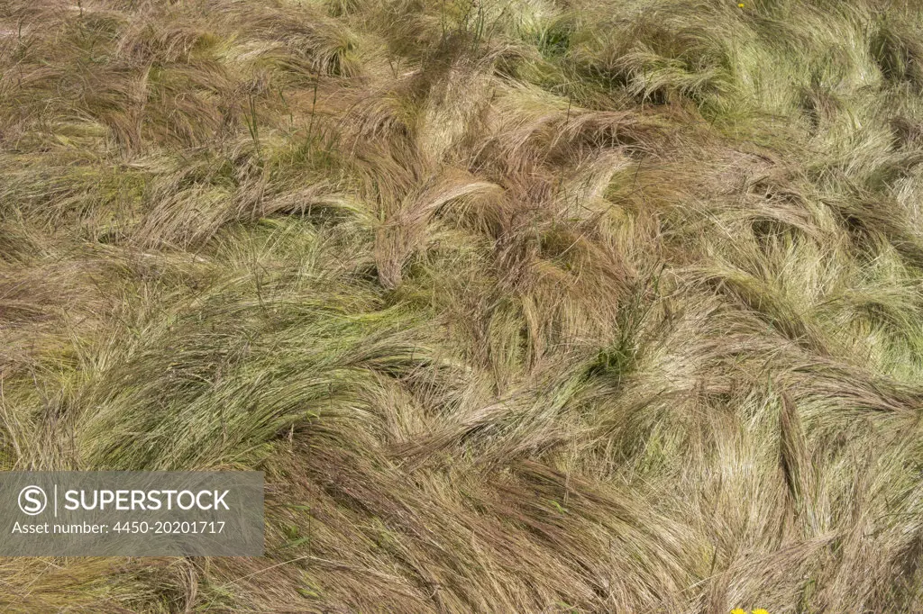 Field of windswept, wild grasses in summer, close up of long grass, overhead view. 