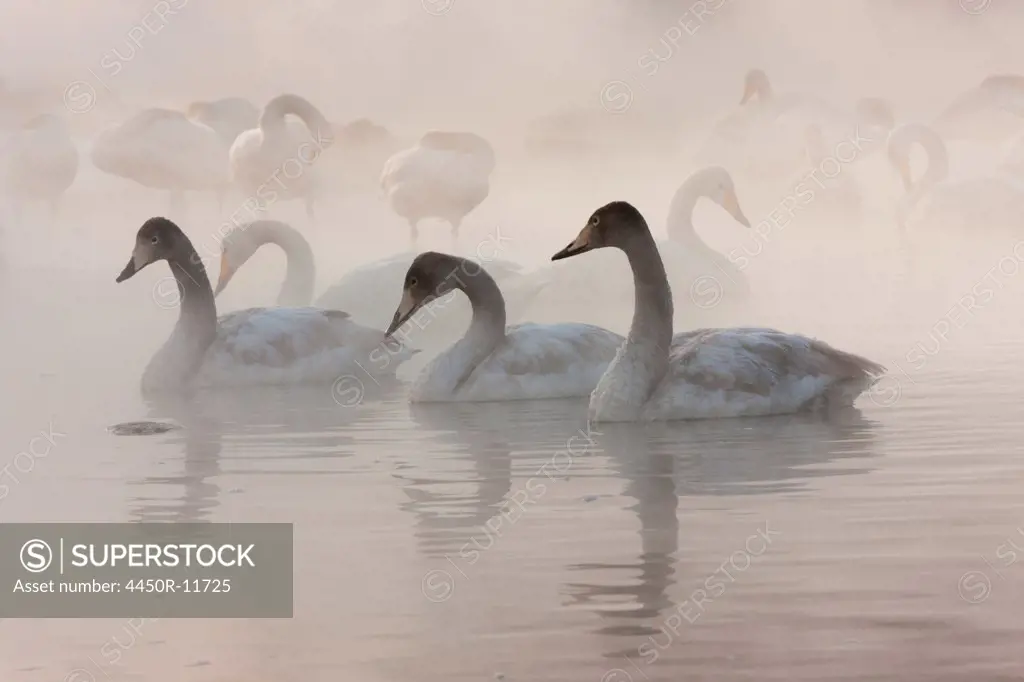 Cygnus cygnus, Whooper swans, on a frozen lake in Hokkaido. Hokkaido, Japan