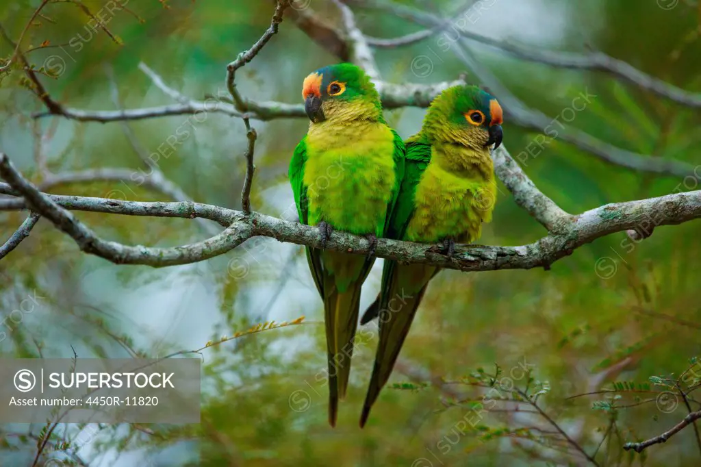 Peach-fronted parakeets, Aratinga aurea, Brazil Brazil