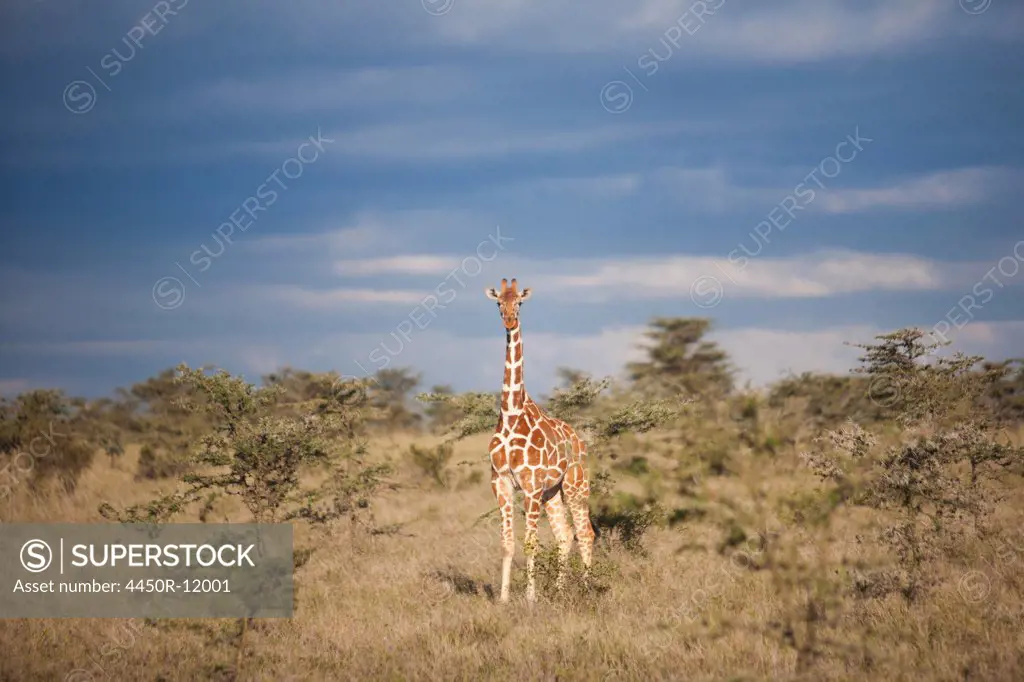 Reticulated giraffe, Kenya Kenya