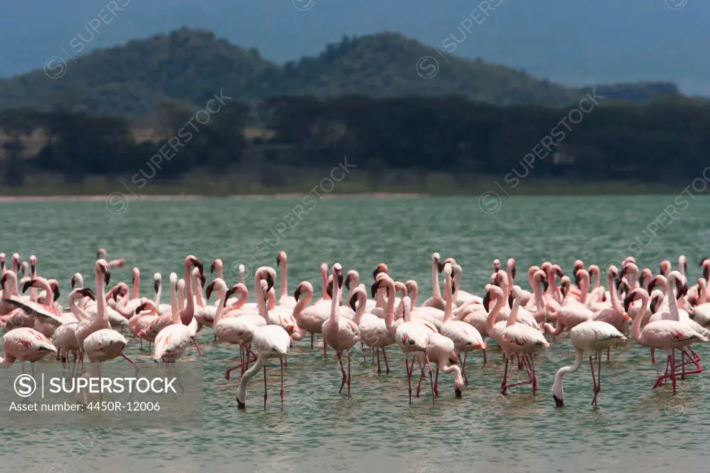 Lesser flamingos, Lake Narasha, Kenya Lake Narasha, Kenya