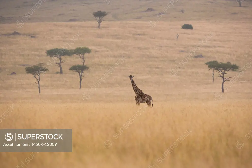 Reticulated giraffe, Kenya Kenya