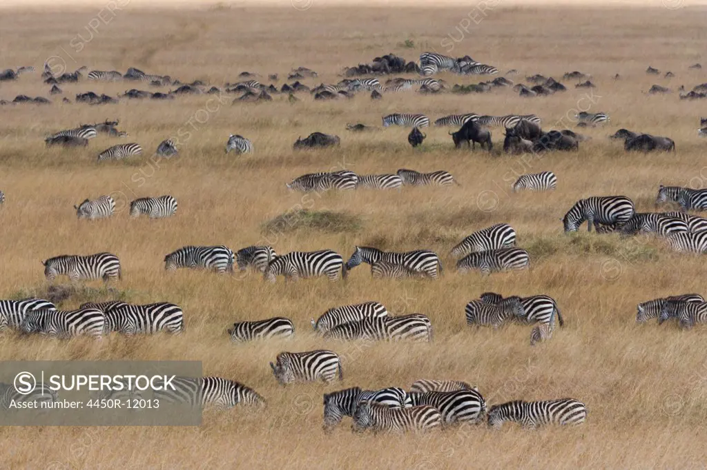 Grant's zebras and wildebeests, Kenya Kenya