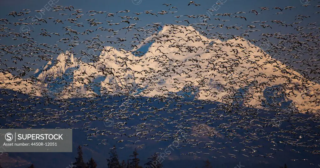 Flock of snow geese in flight with Mt. Baker behind, Skagit Valley, Washington, USA Mount Baker, Skagit Valley, Washington, USA