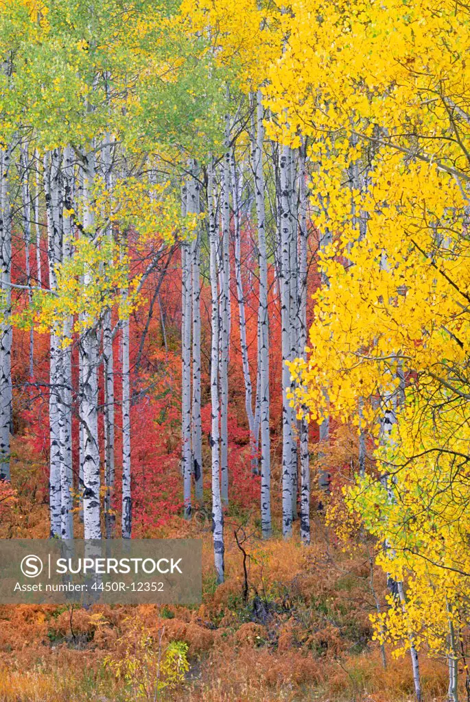 A forest of aspen trees in the Wasatch mountains, with striking yellow and red autumn foliage. Wasatch Mountains, Utah, USA