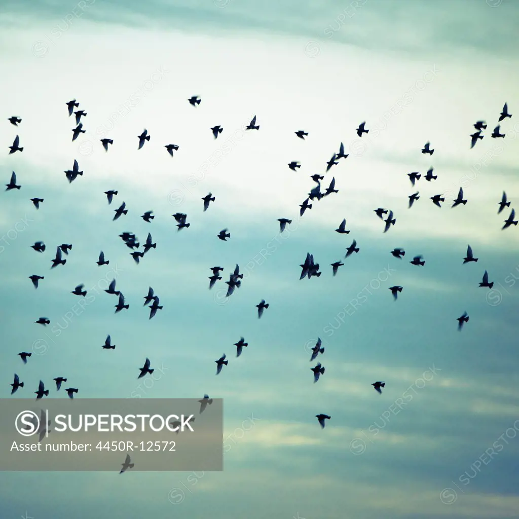 A flock of starlings flying, darting and wheeling across a cloudy sky in Seattle. Seattle, Washington, USA