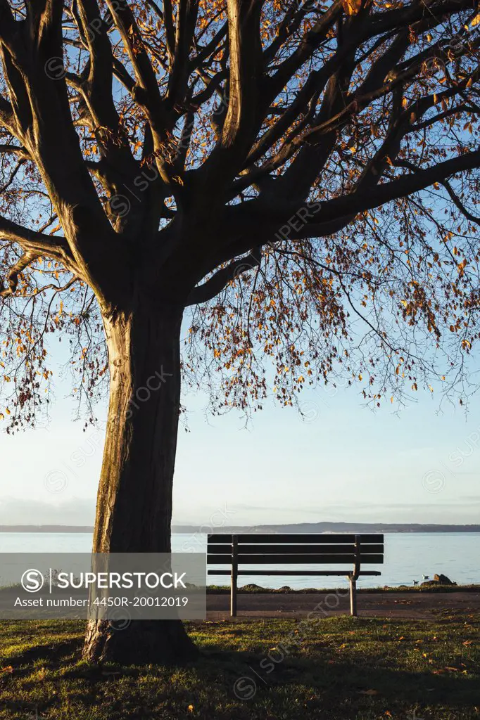 Beech tree in autumn and park bench with a view over Puget Sound at dusk.