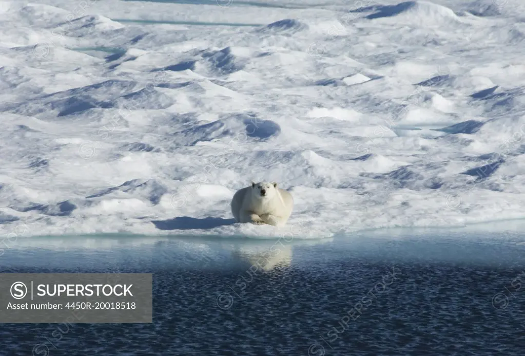 A polar bear lying on the ice looking directly towards the camera.