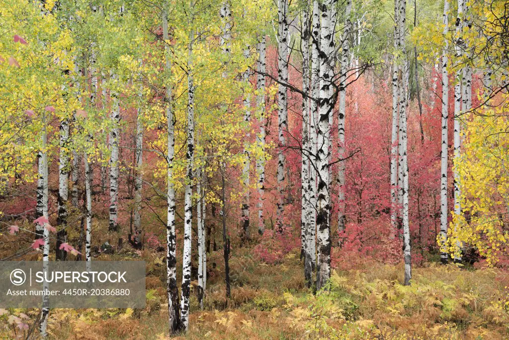 A trail through the woods. Vivid autumn foliage colour on maple and aspen tree leaves.