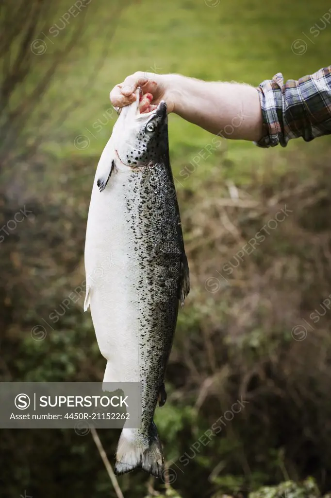 A man standing holding a large freshly caught salmon fish.