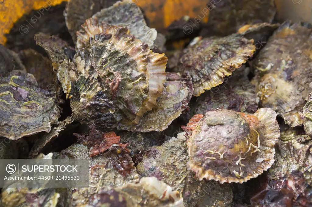 Oysters on the seashore.