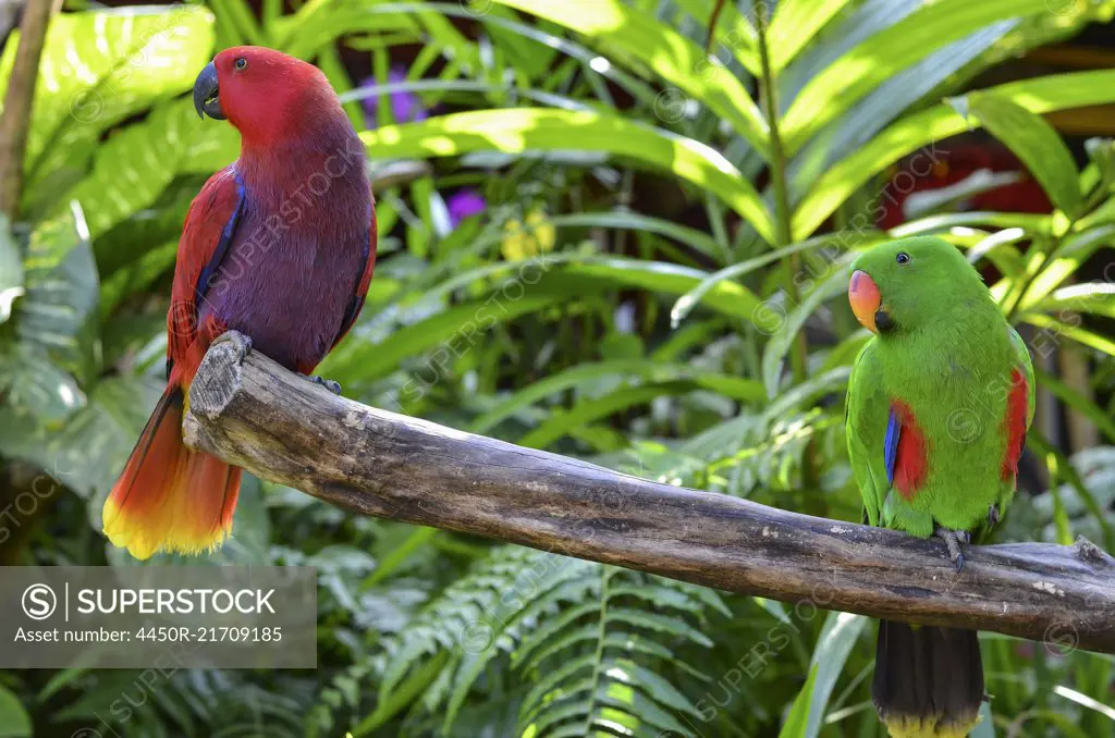 Close up of red and green parrots perched on tree branch, Bali Island.