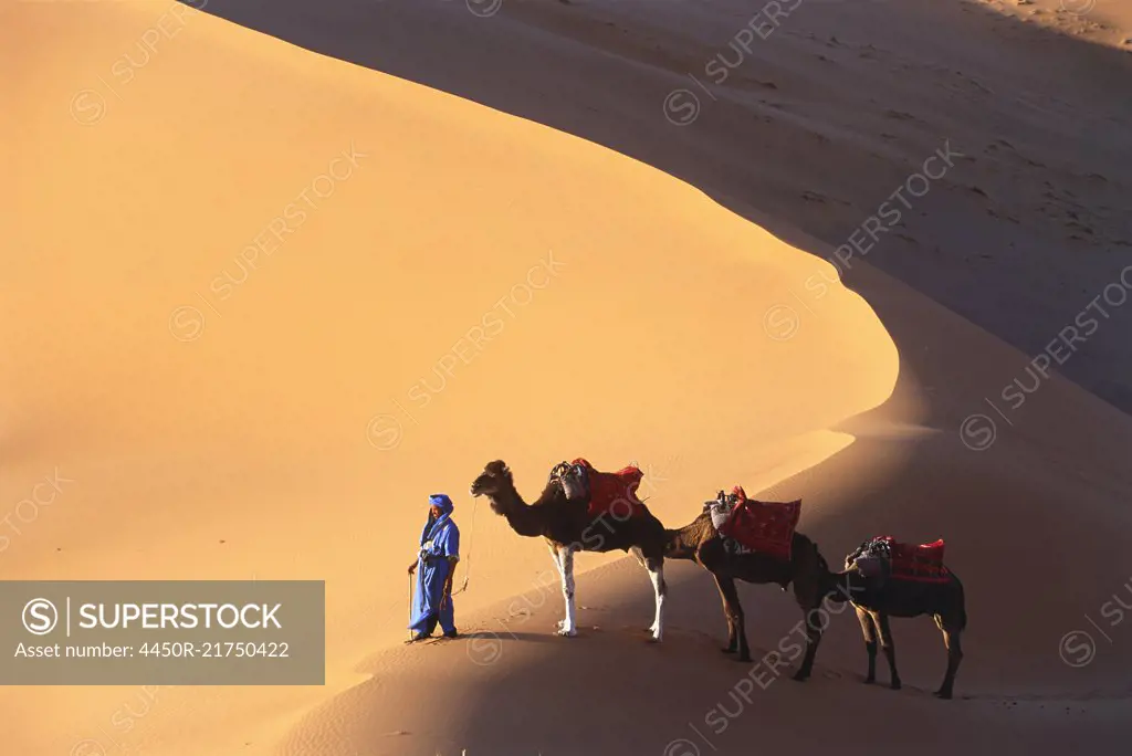 High angle view of man leading three camels through a desert.