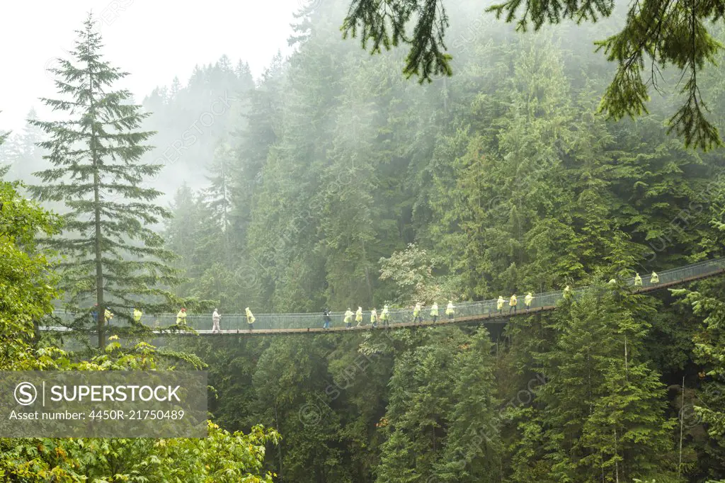 Distant view of group of people crossing suspension footbridge over forest tree canopy.