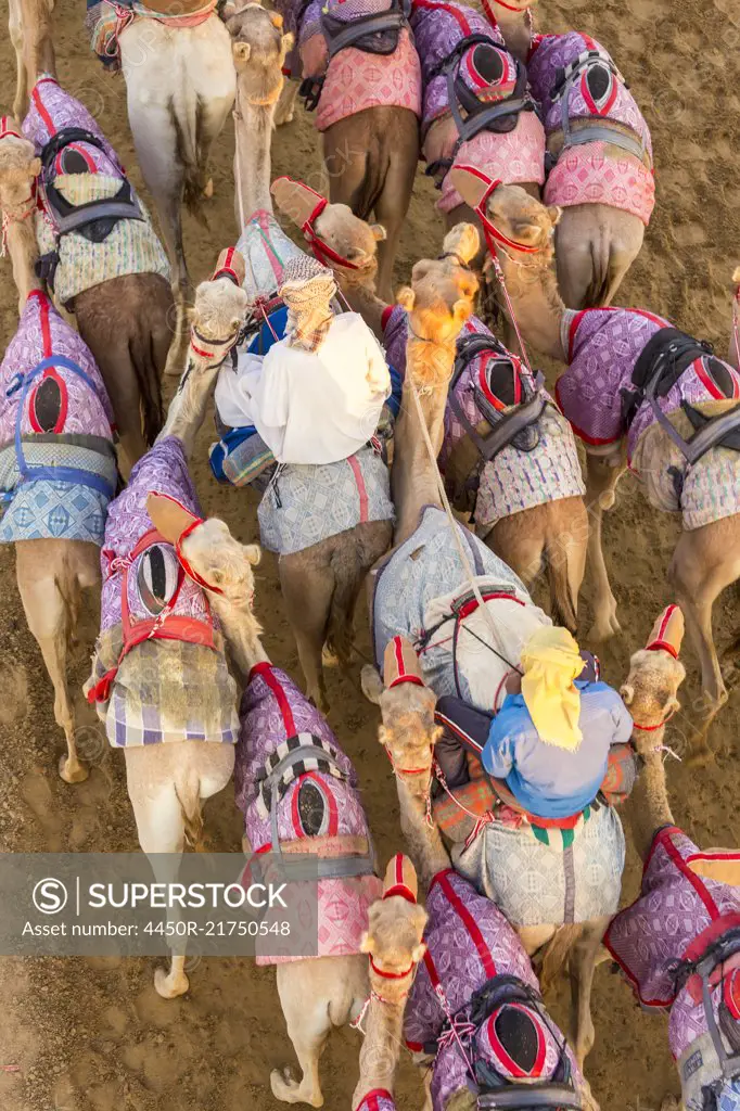 High angle view of people riding on camels with colourful saddles along a dusty road.