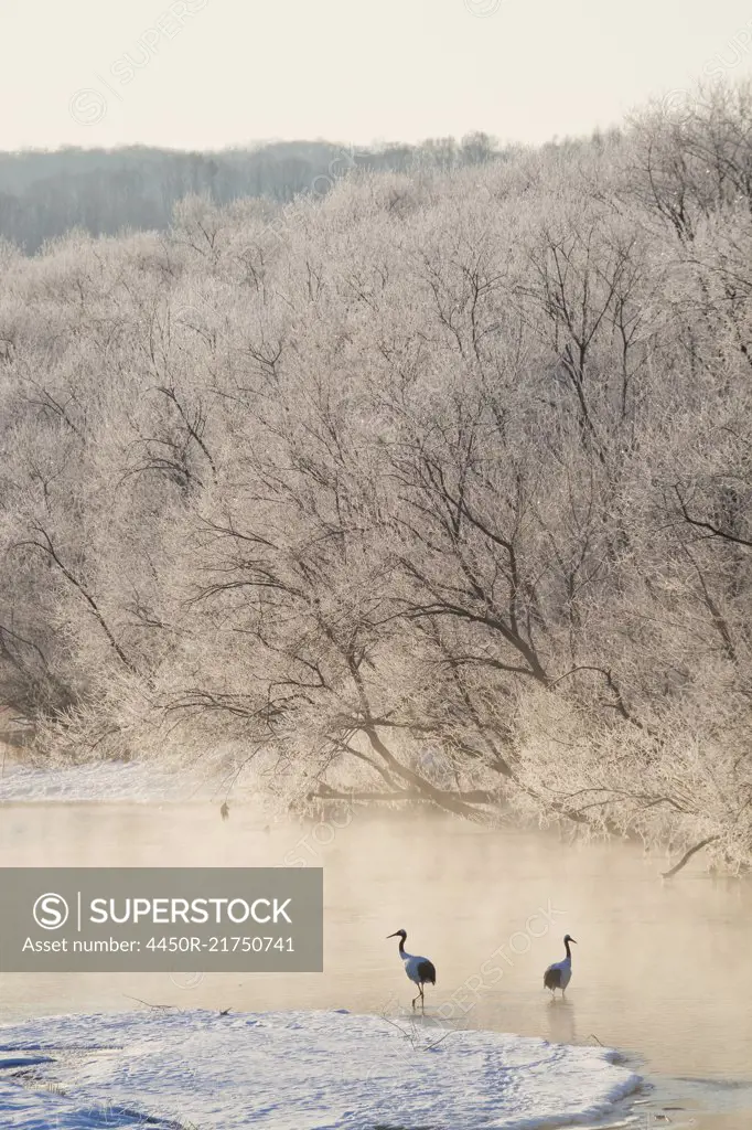 High angle view of two Red Crowned Cranes in frozen river in winter at dawn.