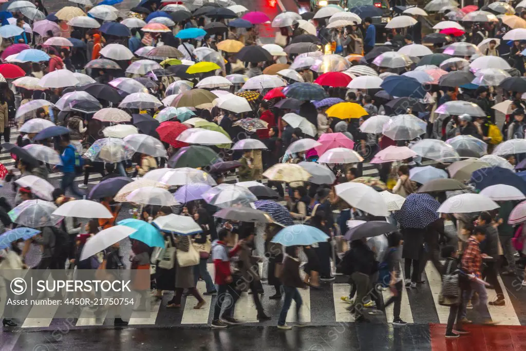 High angle view of large group of pedestrians carrying umbrellas crossing urban street.