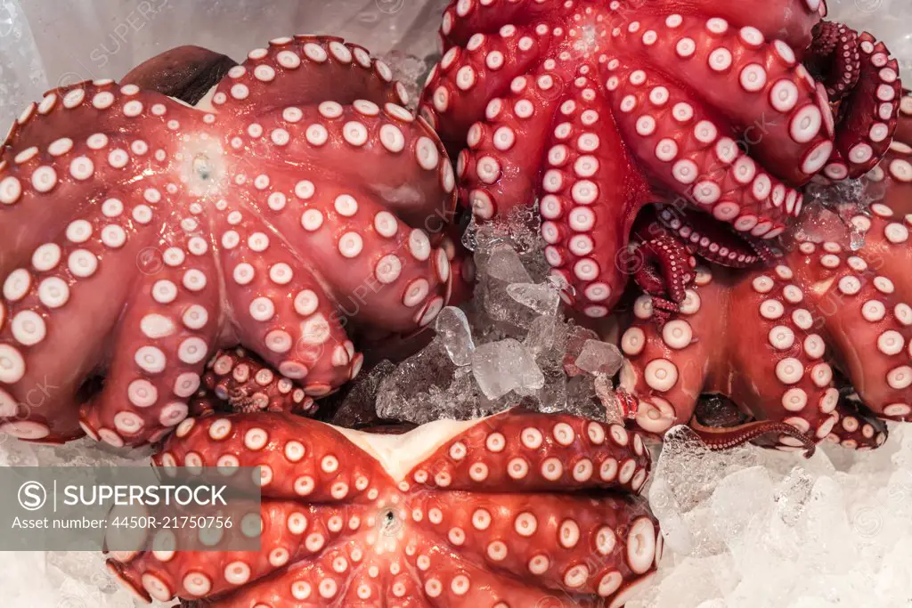 High angle close up of red octopus on ice at a fish market.