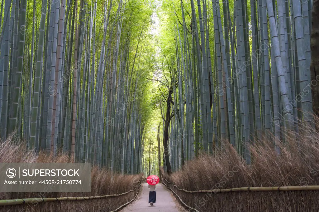 Rear view of woman carrying red traditional umbrella walking along a path lined with tall bamboo trees.
