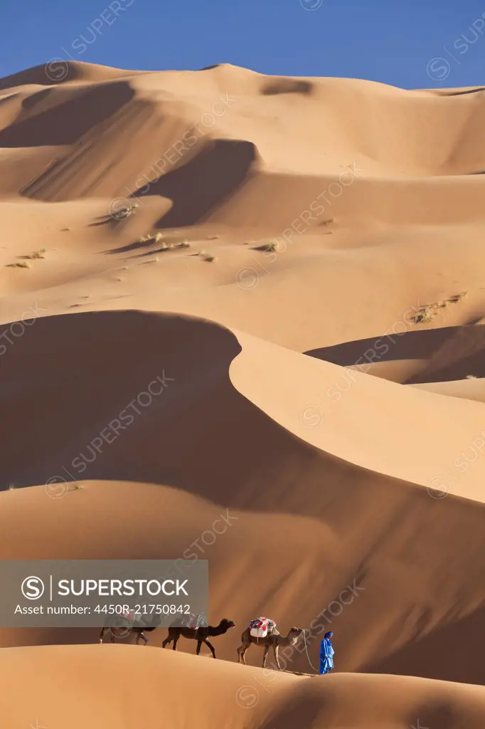 Tuareg man leading camel train through the Sahara desert.