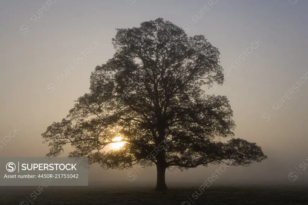 Misty landscape with tree at sunrise.