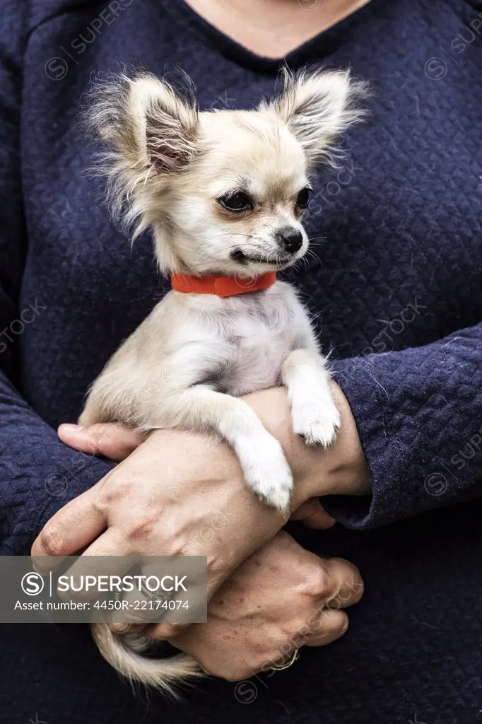 Woman holding a small dog in her arms.